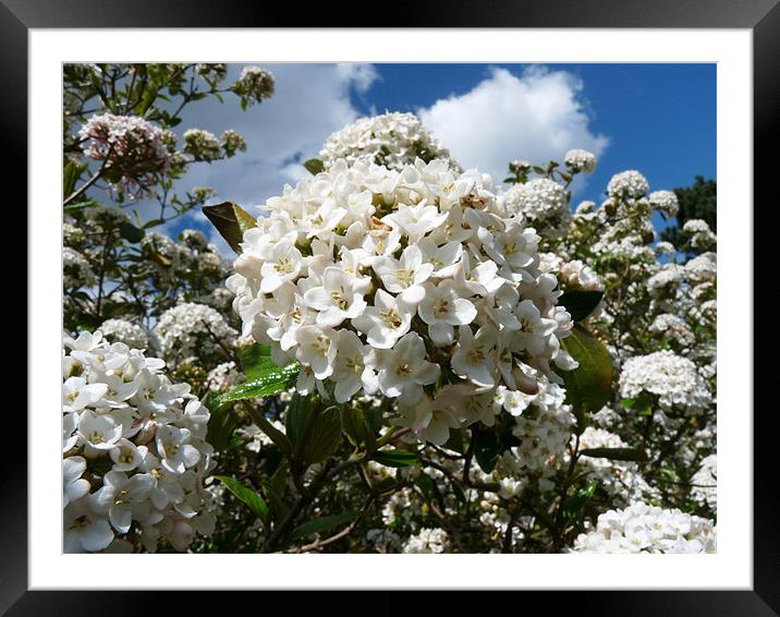 Viburnum Framed Mounted Print by Noreen Linale