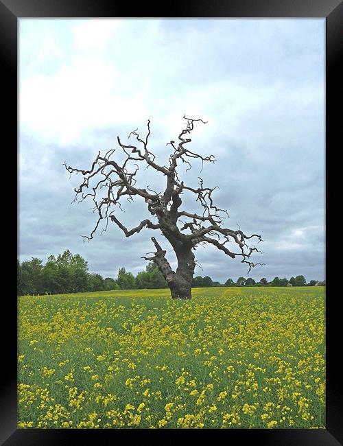 Field of Rapeseed Framed Print by Noreen Linale