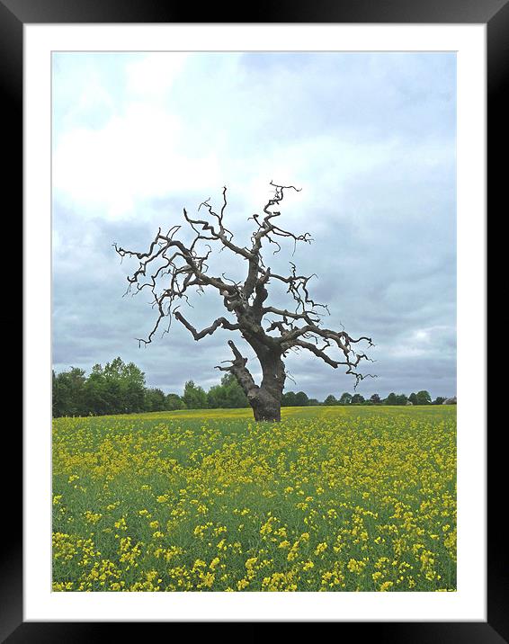 Field of Rapeseed Framed Mounted Print by Noreen Linale