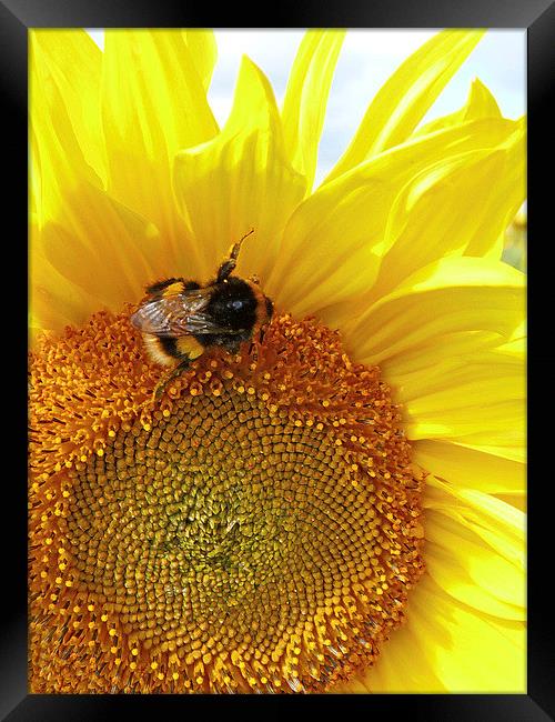 Sunflower Bumble Bee Framed Print by Noreen Linale