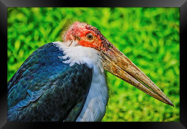 Marabou Stork Framed Print by Ray Shiu