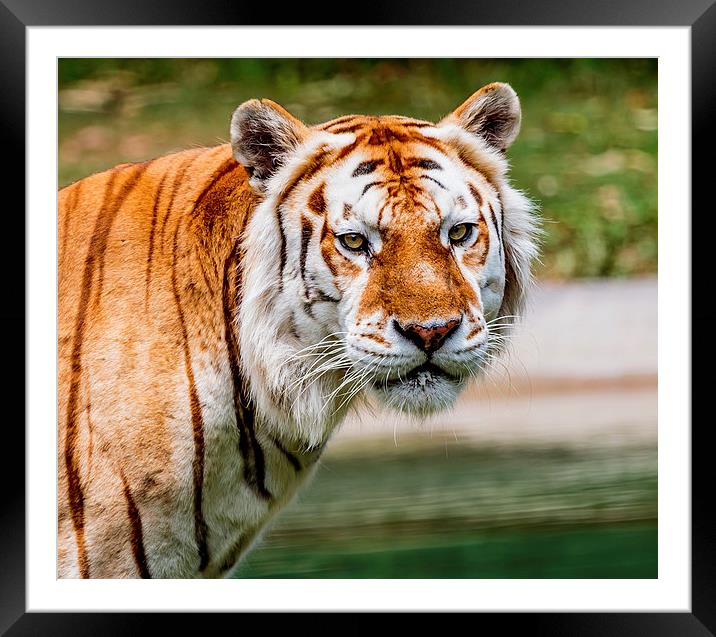 Aging Tiger Framed Mounted Print by Ray Shiu