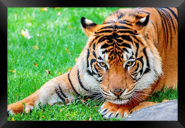 Pre-pounce Tiger Framed Print by Ray Shiu