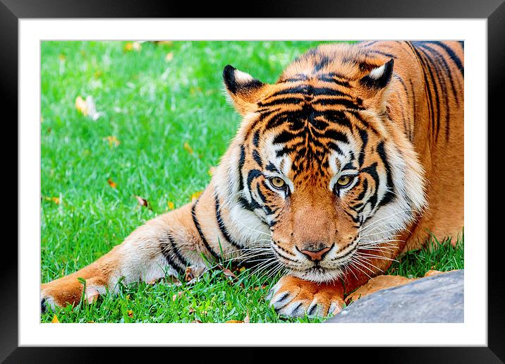 Pre-pounce Tiger Framed Mounted Print by Ray Shiu