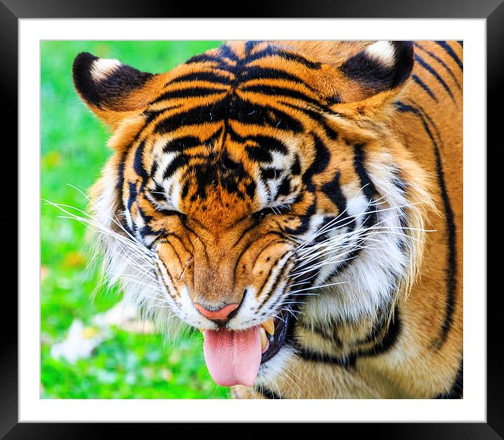 Disgusted Tiger Framed Mounted Print by Ray Shiu