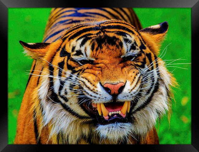 Growling Tiger Framed Print by Ray Shiu