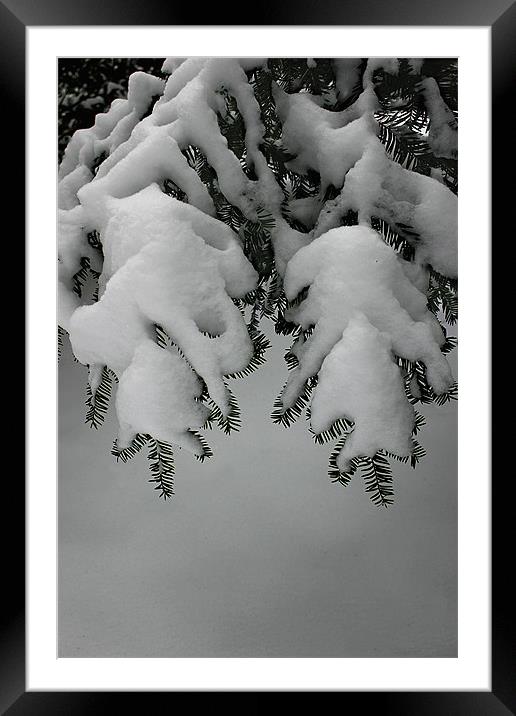 Evergreen Boughs in Winter Framed Mounted Print by Bonnie Samuel
