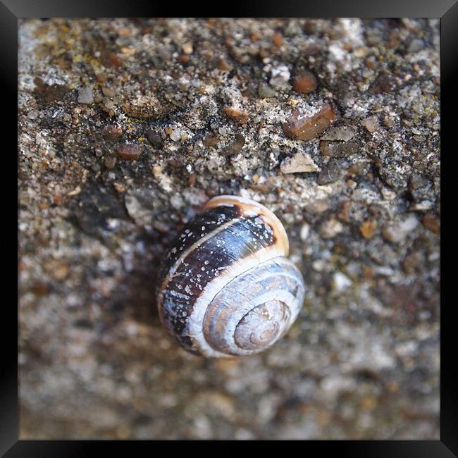 Snail on Stones Framed Print by Heidi Cameron