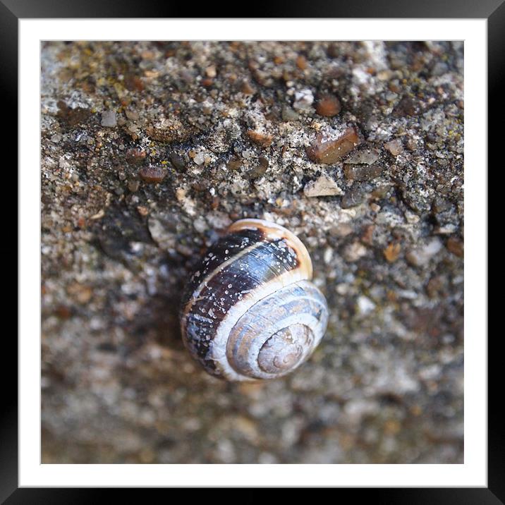 Snail on Stones Framed Mounted Print by Heidi Cameron