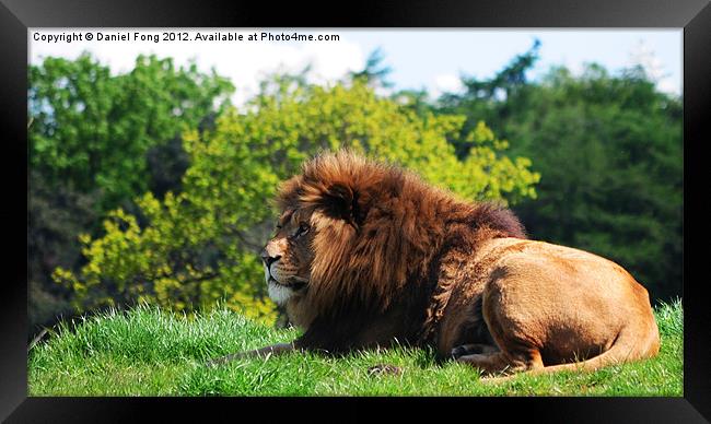 Lion laying in the sun Framed Print by Daniel Fong
