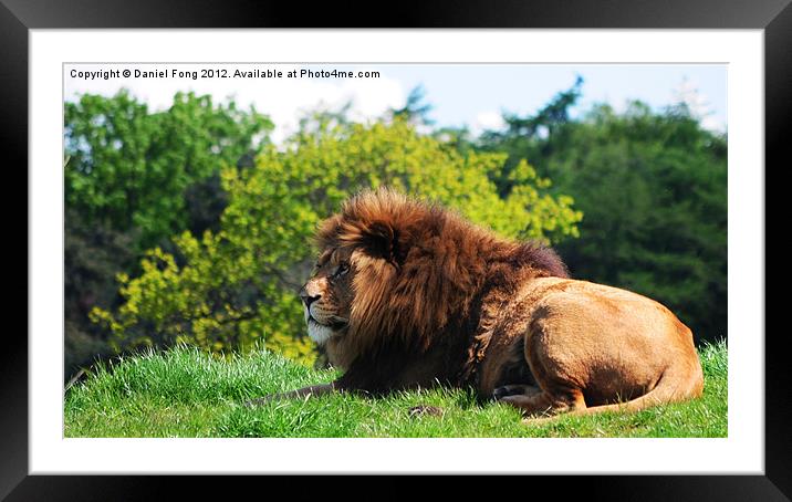 Lion laying in the sun Framed Mounted Print by Daniel Fong