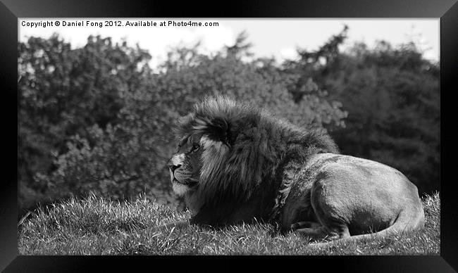 Lion Black and White Framed Print by Daniel Fong