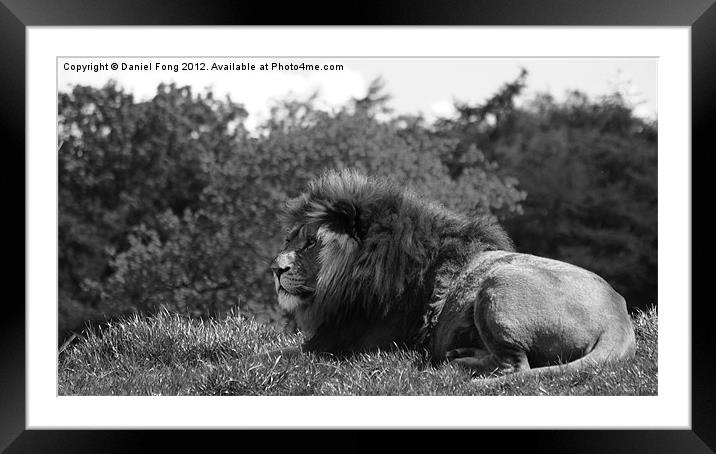 Lion Black and White Framed Mounted Print by Daniel Fong