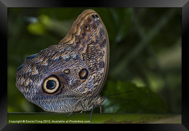 Tropical Owl Butterfly Framed Print by Daniel Fong