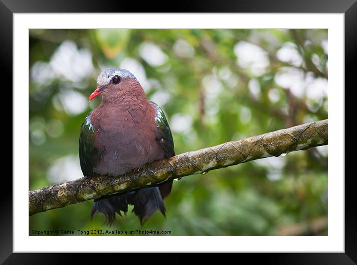 Emerald Dove Framed Mounted Print by Daniel Fong