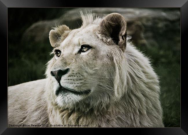 white lion Framed Print by kim Reeves