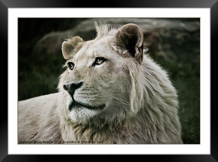 white lion Framed Mounted Print by kim Reeves