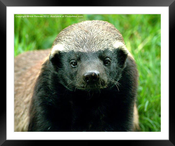 honey badger Framed Mounted Print by kim Reeves