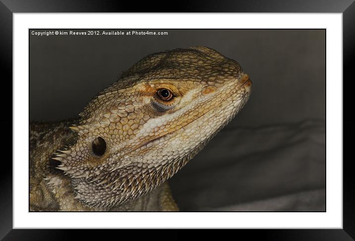bearded dragon Framed Mounted Print by kim Reeves