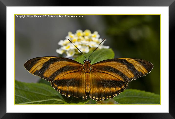 Banded Orange Butterfly Framed Mounted Print by kim Reeves