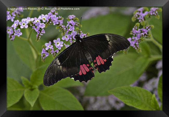 Scarlet swallowtail Framed Print by kim Reeves