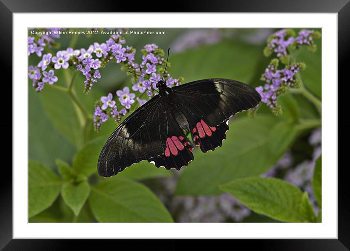 Scarlet swallowtail Framed Mounted Print by kim Reeves