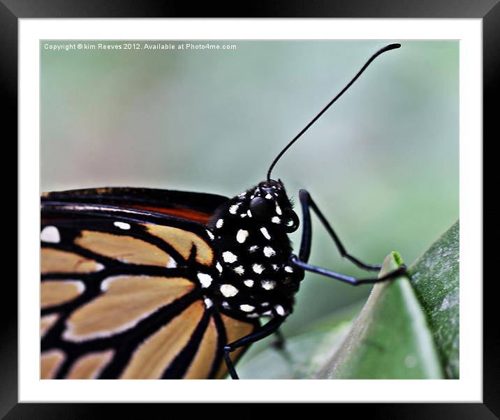 Monarch Butterfly Framed Mounted Print by kim Reeves