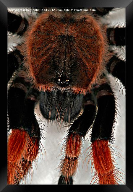 Mexican Red Knee Tarantula Framed Print by Reginald Hood