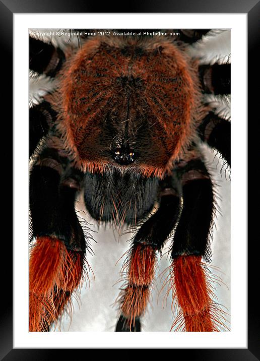 Mexican Red Knee Tarantula Framed Mounted Print by Reginald Hood