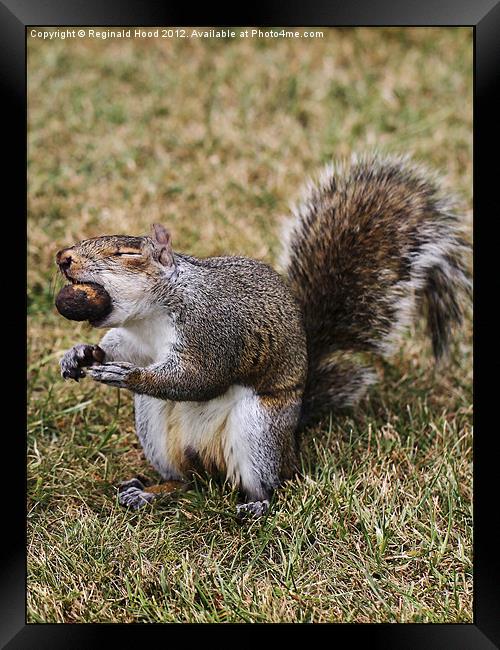 Grey Squirrel Framed Print by Reginald Hood