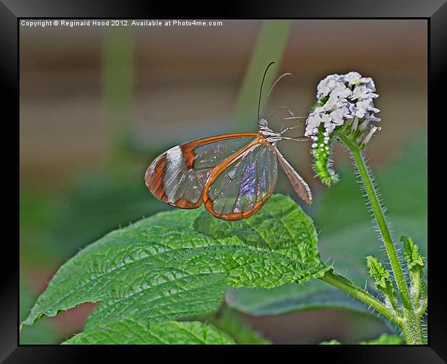 Glasswing Butterfly Framed Print by Reginald Hood