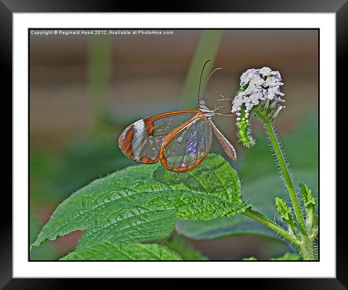 Glasswing Butterfly Framed Mounted Print by Reginald Hood