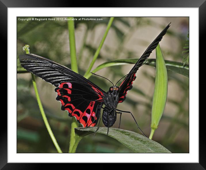 Scarlet Swallowtail Framed Mounted Print by Reginald Hood