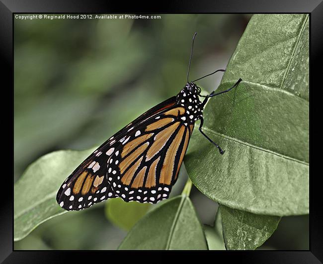 Monarch Butterfly Framed Print by Reginald Hood