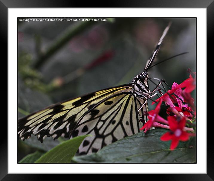 Tree Nymph Framed Mounted Print by Reginald Hood