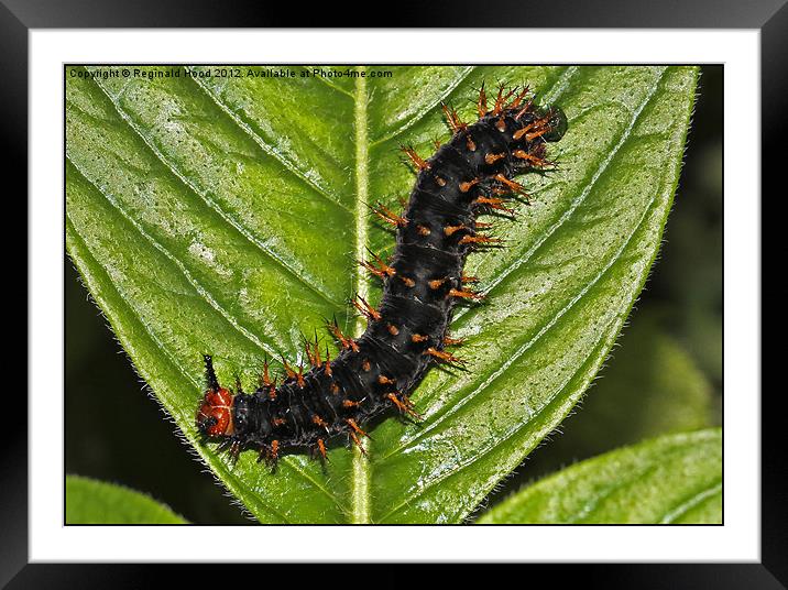 Caterpillar Framed Mounted Print by Reginald Hood