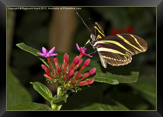 Zebra Longwing Framed Print by Reginald Hood