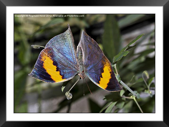 Butterfly Framed Mounted Print by Reginald Hood