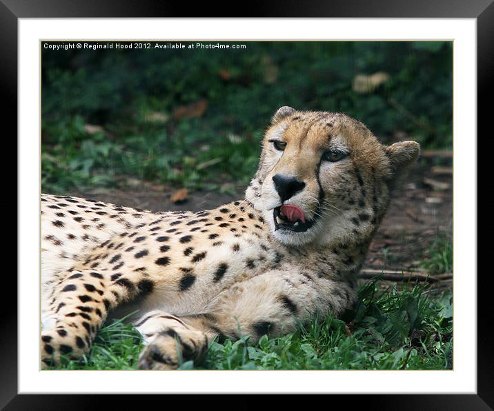 Cheetah Framed Mounted Print by Reginald Hood