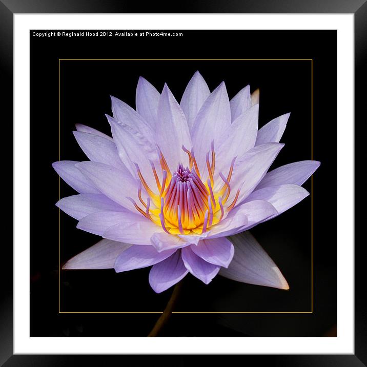 Water Lily Framed Mounted Print by Reginald Hood