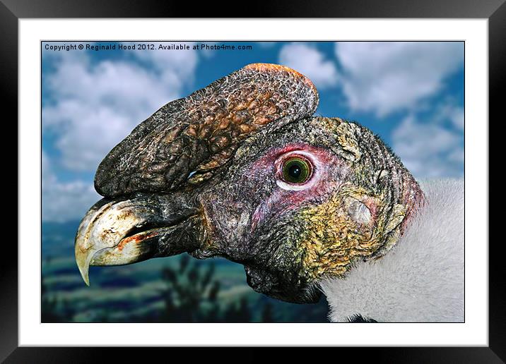 South American Condor Framed Mounted Print by Reginald Hood