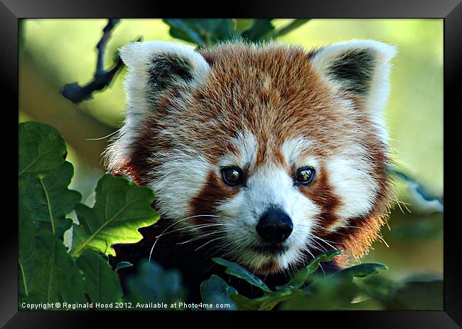 Red Panda Framed Print by Reginald Hood
