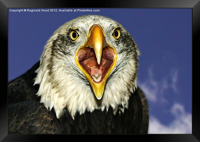 american Bald Eagle Framed Print by Reginald Hood