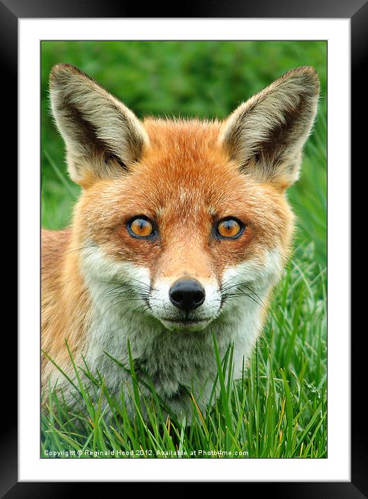 Red Fox Framed Mounted Print by Reginald Hood