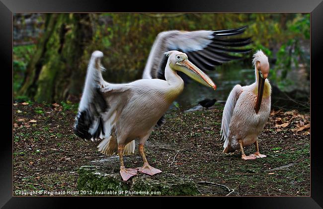 Pelicans Framed Print by Reginald Hood