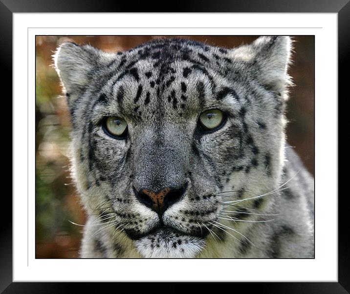 Snow Leopard Framed Mounted Print by Reginald Hood