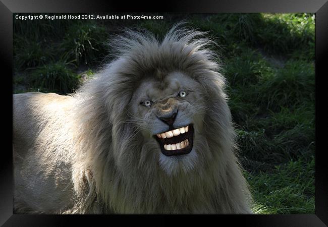 lion smiling Framed Print by Reginald Hood