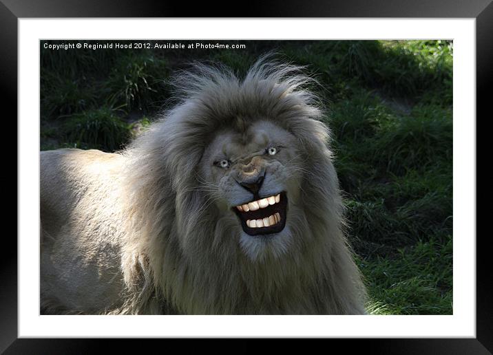 lion smiling Framed Mounted Print by Reginald Hood
