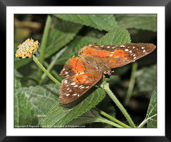 banded orange Butterfly Framed Mounted Print by Reginald Hood
