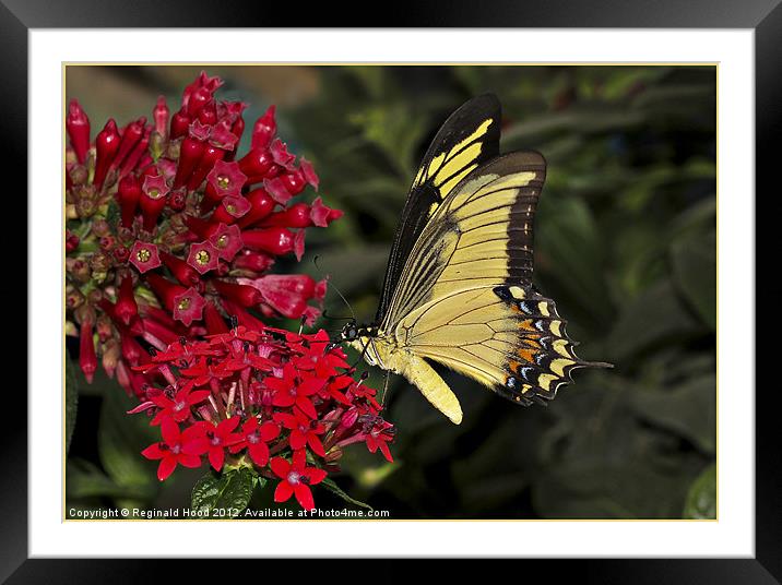 butterfly Framed Mounted Print by Reginald Hood